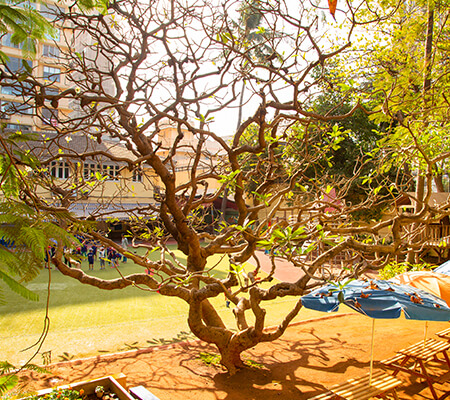 DSB Frangipani tree Garden Campus